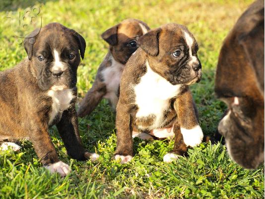 boxer
